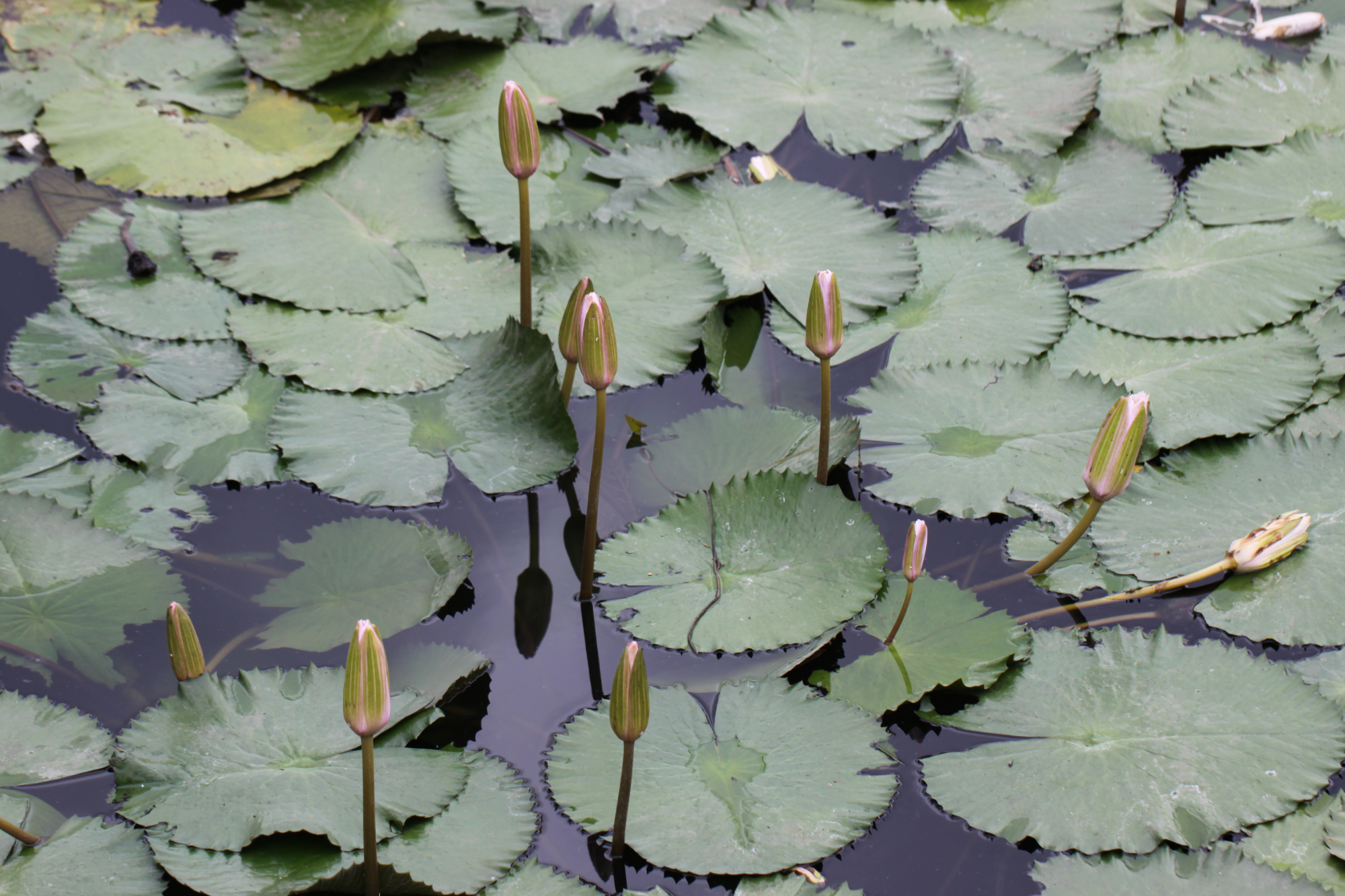 neva-collings-legal experience