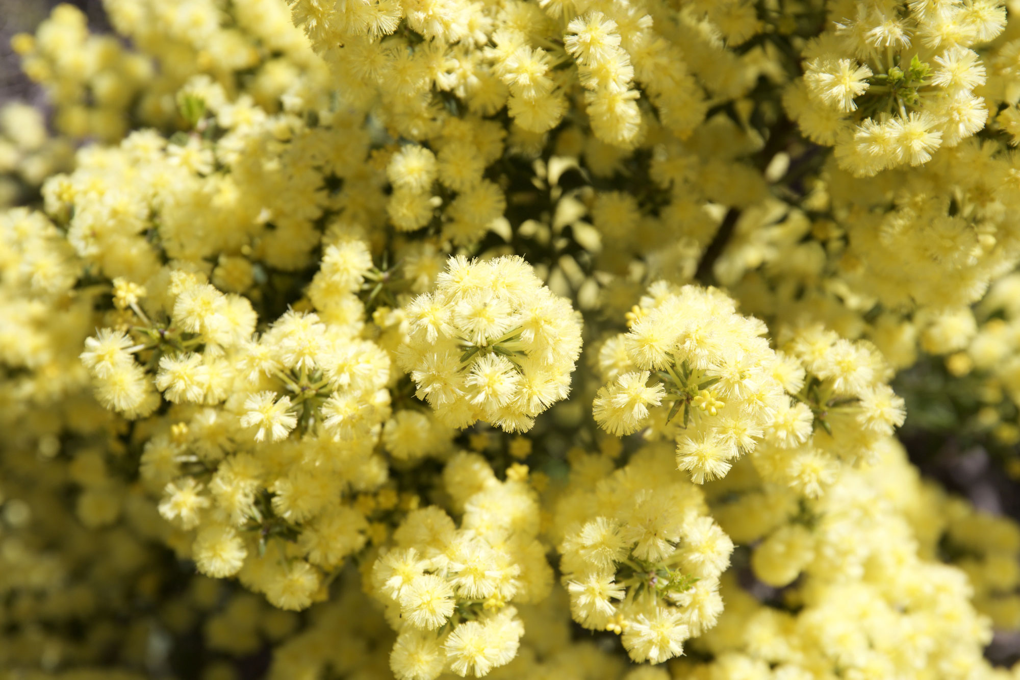 neva-collings-legal-law-research-northern-beaches