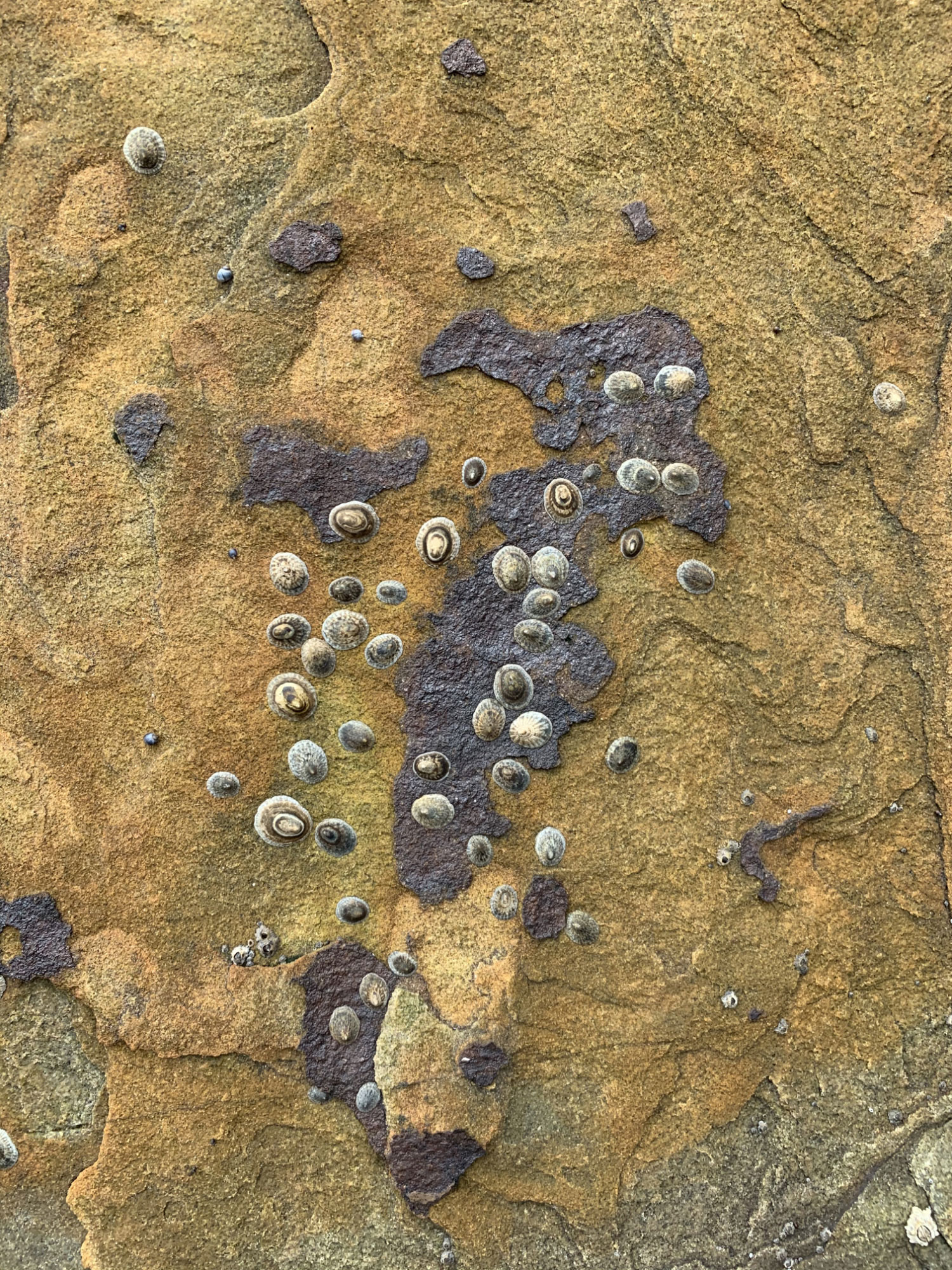 neva-collings-legal-northern-beaches-law-services