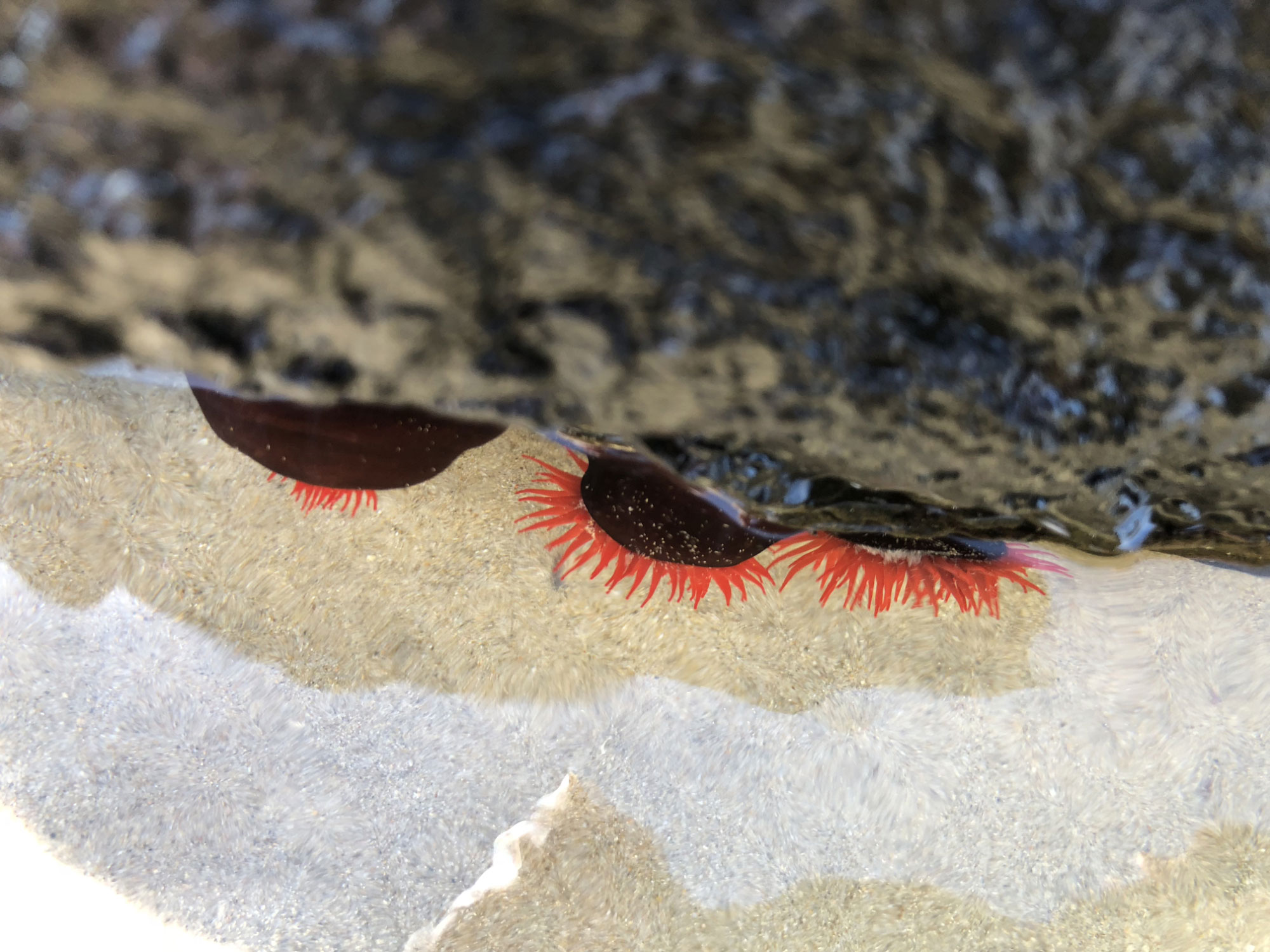 neva-collings-legal-services-Sydney